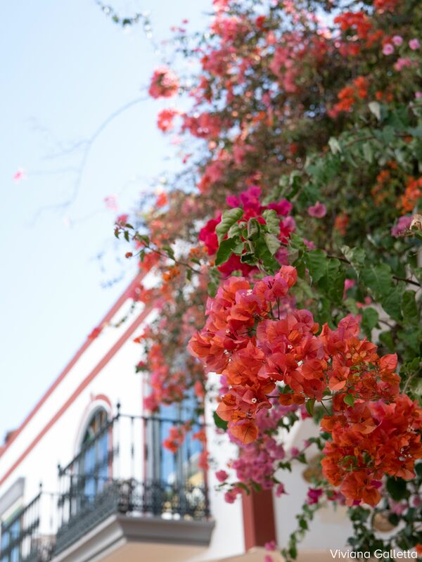 Panasonic Lumix S 50mm f/1,8  L-Mount