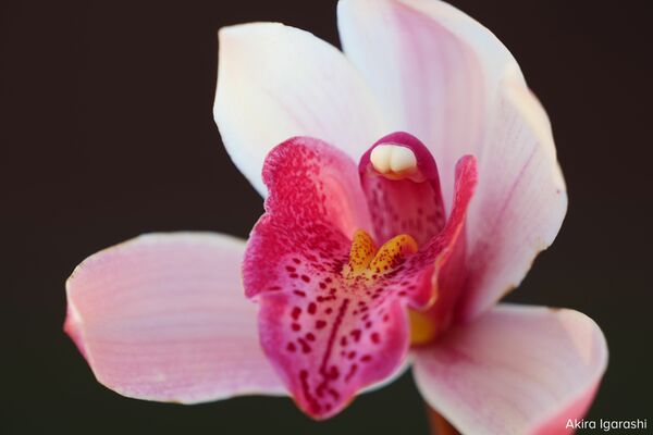 Panasonic Lumix S 70-300mm f/4.5-5.6 Macro O.I.S  L-Mount