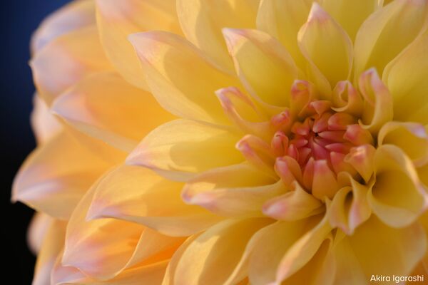 Panasonic Lumix S 70-300mm f/4.5-5.6 Macro O.I.S  L-Mount