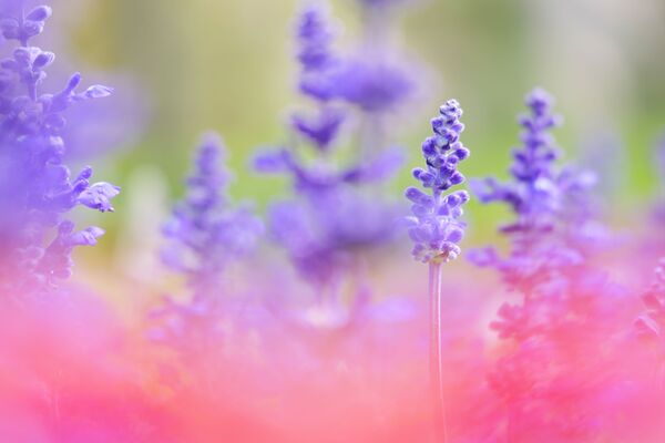 Panasonic Lumix S 28-200mm f/4-7.1 MAKRO O.I.S.  L-Mount