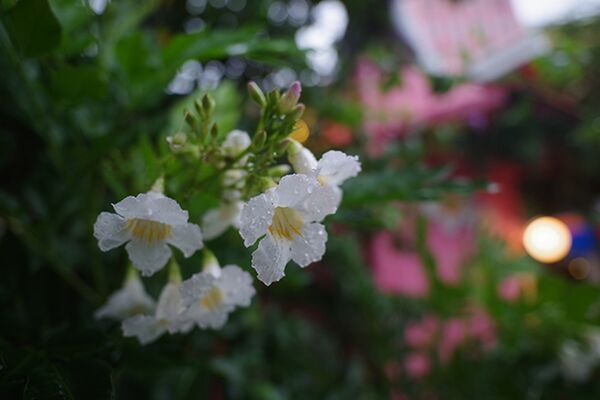 Pentax D FA 21mm f/2.4 ED Limited DC WR HD  schwarz Pentax K Vollformat