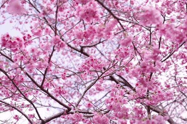 Pentax FA 50mm f/1.4  silber Pentax K Vollformat