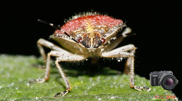 Raynox DCR-250 Super Makrolinse + Adapter 