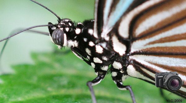 Raynox DCR-250 Super Makrolinse + Adapter 