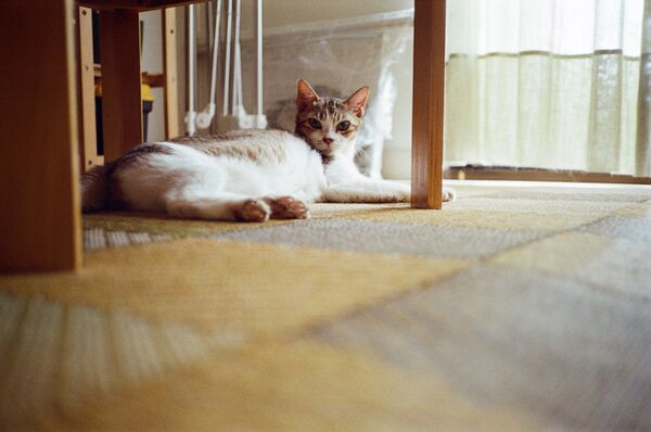 Rollei 35 AF  silber