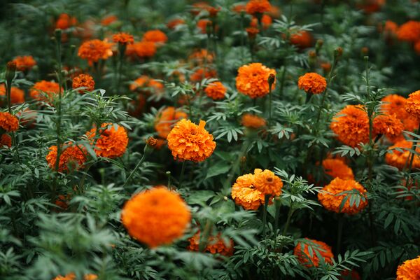 Rollei 85mm f/1.8  Nikon Z