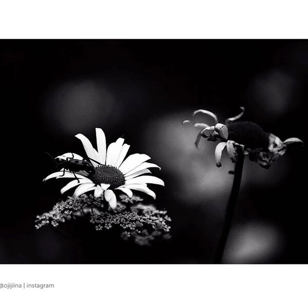 Rollei Blackbird  135-36 