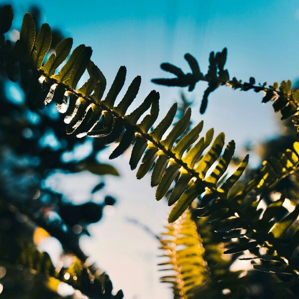 Samyang AF 12mm f/2,0  Fujifilm X