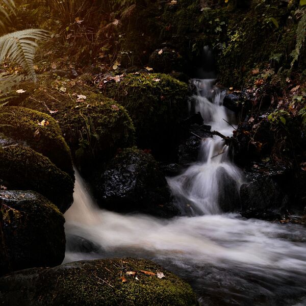 Samyang AF 50mm F1,4 FE II  Sony  FE-Mount