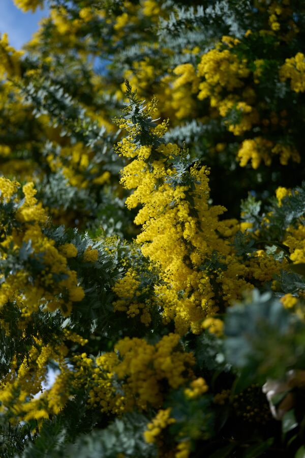 Sigma 17-40mm f/1.8 DC Art  Sony E-Mount