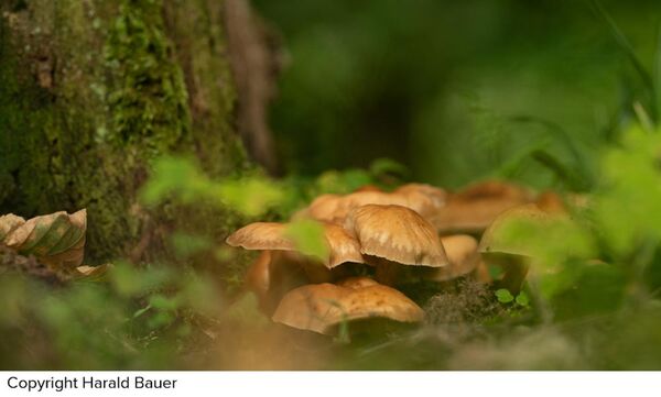 Sigma 200mm f/2 DG OS Sport  Sony FE-Mount