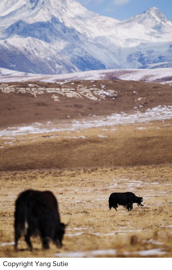 Sigma 200mm f/2 DG OS Sport  Sony FE-Mount