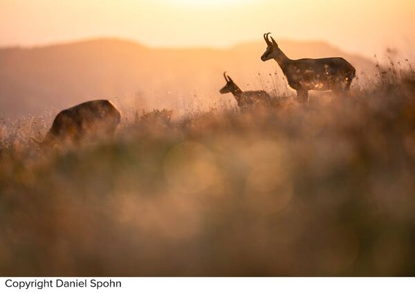 Sigma 200mm f/2 DG OS Sport  Sony FE-Mount