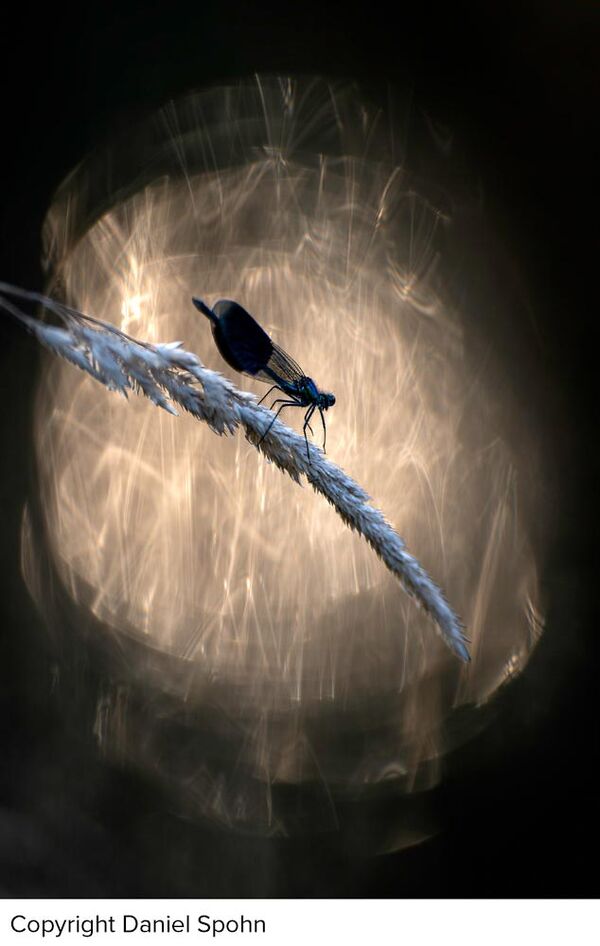 Sigma 200mm f/2 DG OS Sport  Sony FE-Mount