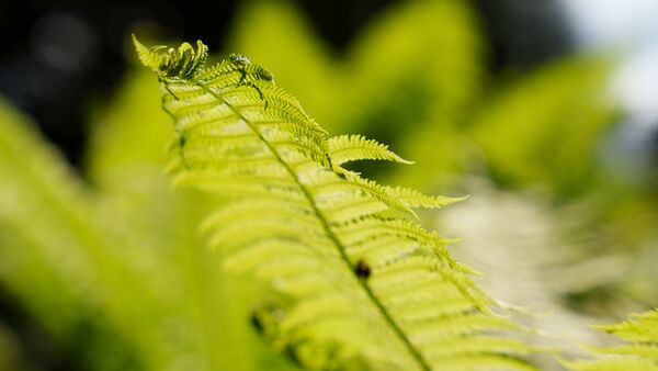 Sigma 24-70mm f/2,8 DG DN II Art - Retourenware - leichte Gebrauchspuren  L-Mount