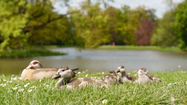 Sigma 24-70mm f/2,8 DG DN II Art - Retourenware - leichte Gebrauchspuren  L-Mount