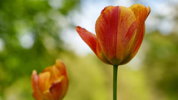 Sigma 24-70mm f/2,8 DG DN II Art - Retourenware - leichte Gebrauchspuren  L-Mount