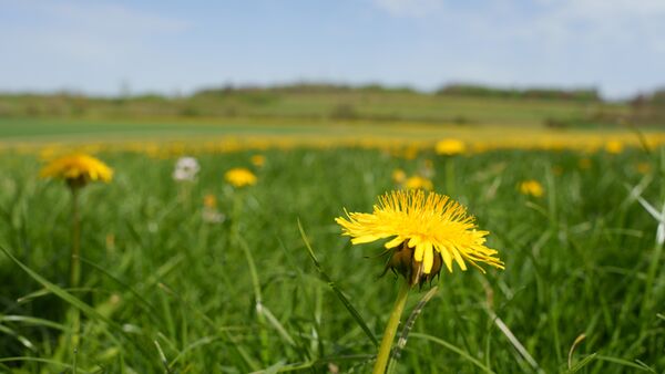 Sigma 24-70mm f/2,8 DG DN II Art   Sony FE-Mount