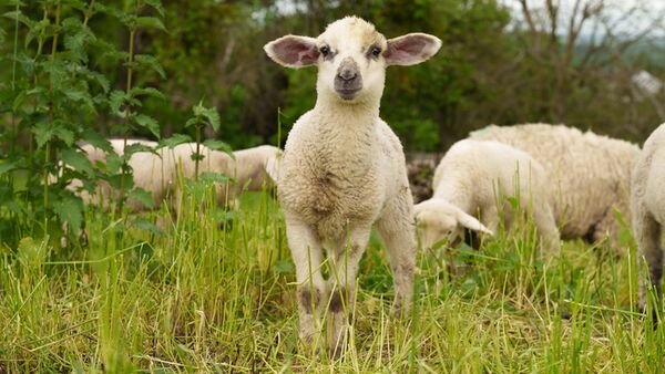 Sigma 24-70mm f/2,8 DG DN II Art   Sony FE-Mount