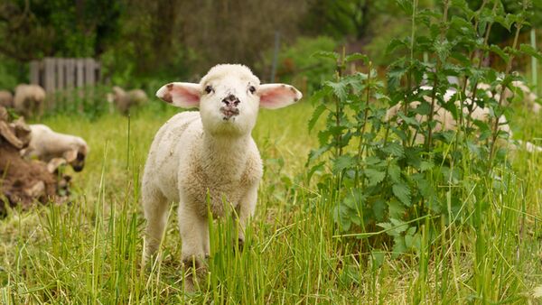 Sigma 24-70mm f/2,8 DG DN II Art   Sony FE-Mount