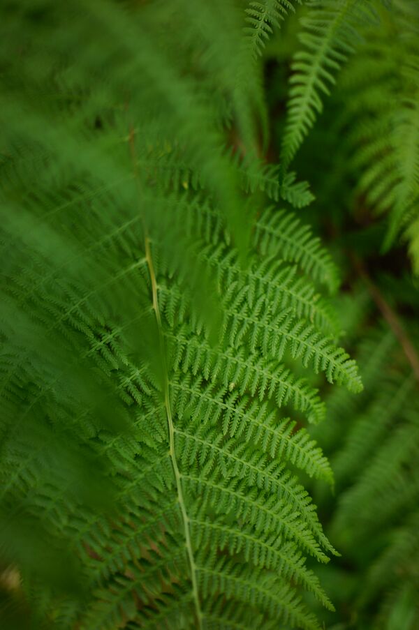 Sigma 24mm f/1,4 DG DN ART  L-Mount