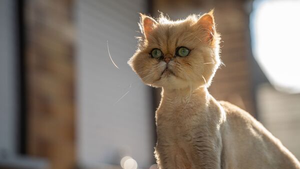 Sigma 28-105mm f/2,8 DG DN Art  L-Mount