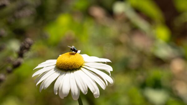 Sigma 28-105mm f/2,8 DG DN Art  L-Mount