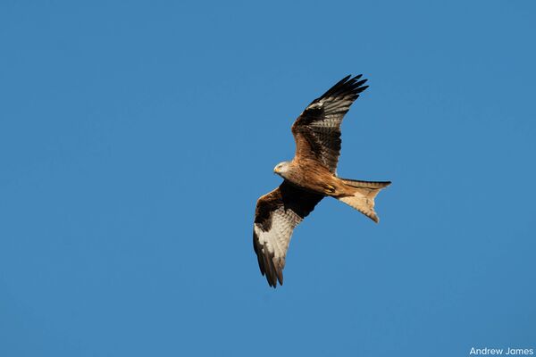 Sigma 300-600mm f/4,0 DG OS Sports  L-Mount