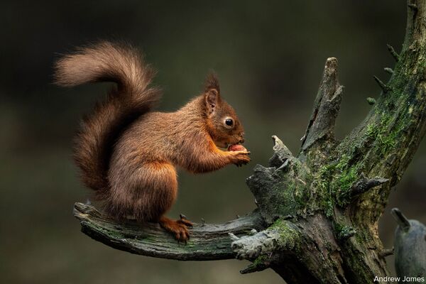 Sigma 300-600mm f/4,0 DG OS Sports  L-Mount