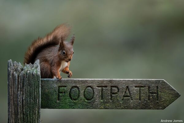 Sigma 300-600mm f/4,0 DG OS Sports  L-Mount