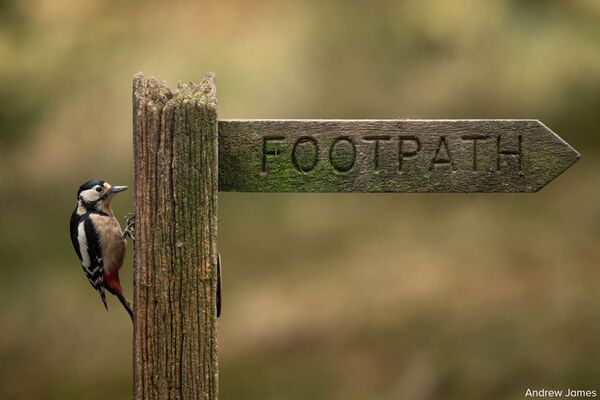 Sigma 300-600mm f/4,0 DG OS Sports  L-Mount