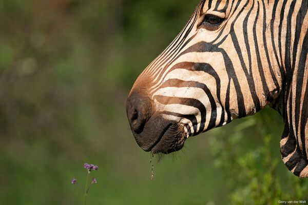 Sigma 500mm f/5.6 DG DN OS Sport  Sony FE-Mount