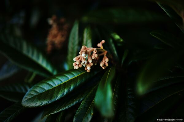 Sigma 50mm f/1.4 DG DN ART  L-Mount