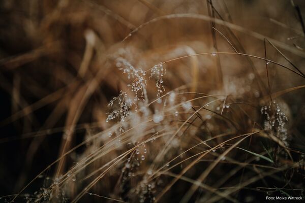 Sigma 50mm f/1.4 DG DN ART  L-Mount