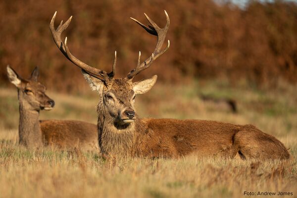 Sigma 60-600mm f/4.5-6.3 DG DN OS Sports  L-Mount