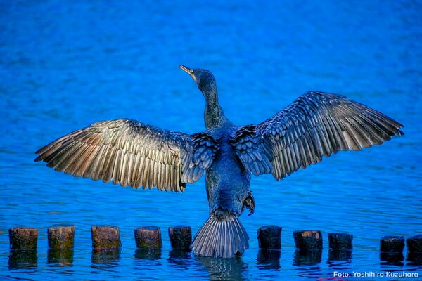 Sigma 60-600mm f/4.5-6.3 DG DN OS Sports  L-Mount