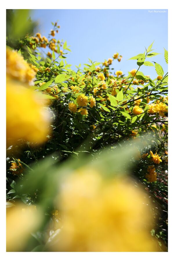 Sigma AF 12mm f/1.4 DC Contemporary  Canon RF-S