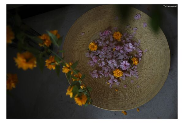 Sigma AF 12mm f/1.4 DC Contemporary  Canon RF-S