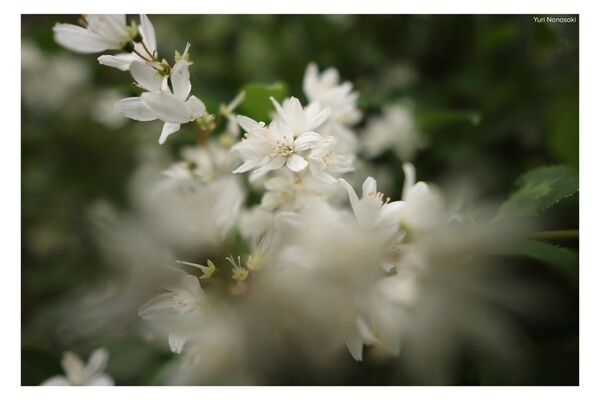 Sigma AF 12mm f/1.4 DC Contemporary  Canon RF-S