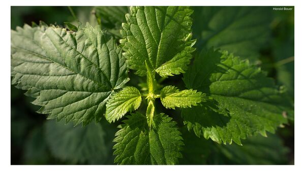 Sigma AF 12mm f/1.4 DC Contemporary  Fujifilm X