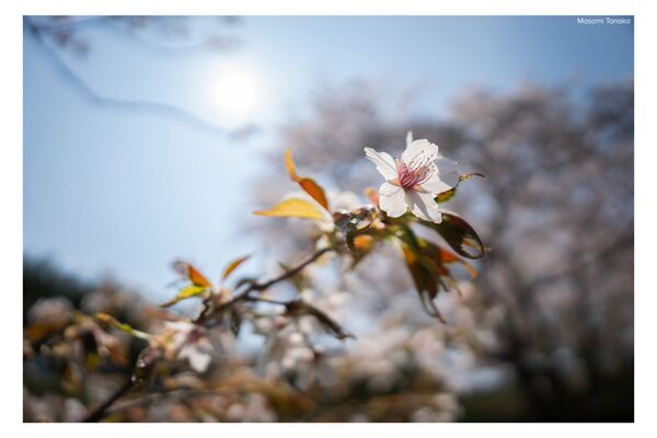 Sigma AF 12mm f/1.4 DC Contemporary  Fujifilm X