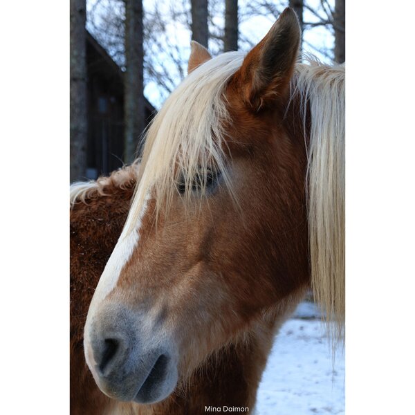 Sigma AF 16-300mm f/3,5-6,7 DC OS Contemporary - Retourenartikel  L Mount - APS-C