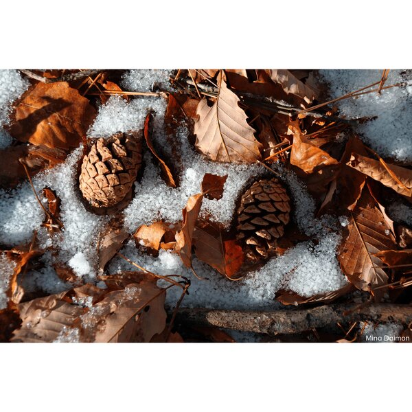 Sigma AF 16-300mm f/3,5-6,7 DC OS Contemporary - Retourenartikel  L Mount - APS-C