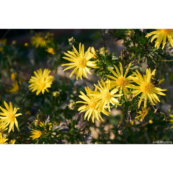 Sigma AF 16-300mm f/3,5-6,7 DC OS Contemporary - Retourenartikel  L Mount - APS-C