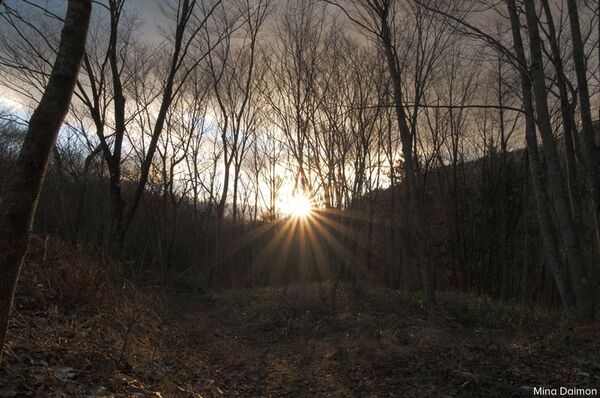 Sigma AF 16-300mm f/3,5-6,7 DC OS Contemporary  L Mount - APS-C