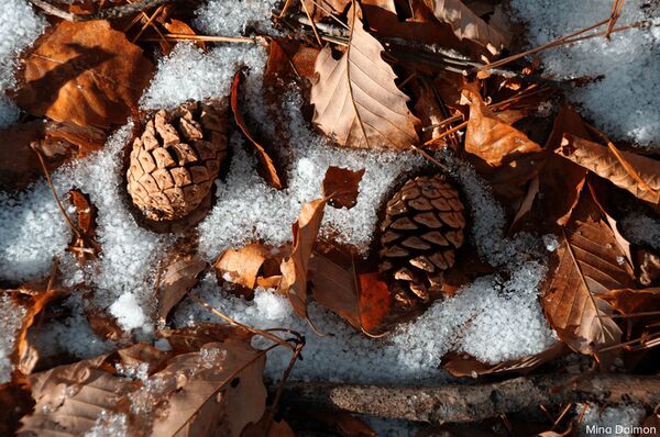 Sigma AF 16-300mm f/3,5-6,7 DC OS Contemporary  Fujifilm X