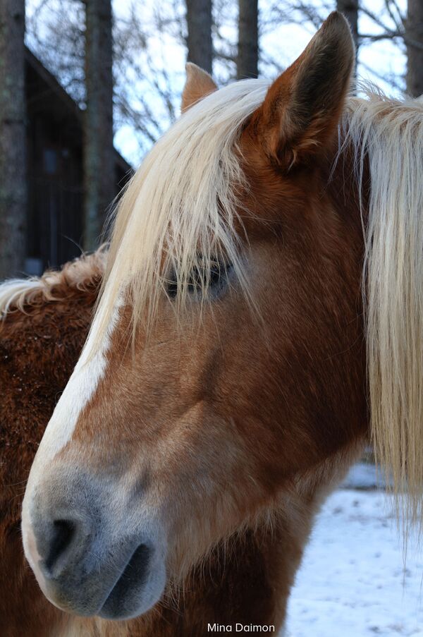 Sigma AF 16-300mm f/3,5-6,7 DC OS Contemporary  Fujifilm X