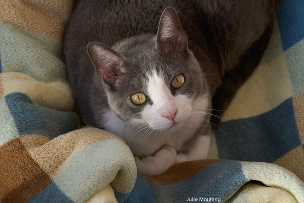 Sigma AF 16-300mm f/3,5-6,7 DC OS Contemporary  Sony E-Mount