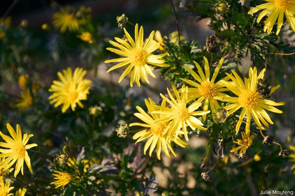 Sigma AF 16-300mm f/3,5-6,7 DC OS Contemporary  Sony E-Mount