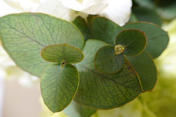 Sigma AF 18-50mm f/2,8 DC DN Contemporary - Retourenware  Sony E-Mount